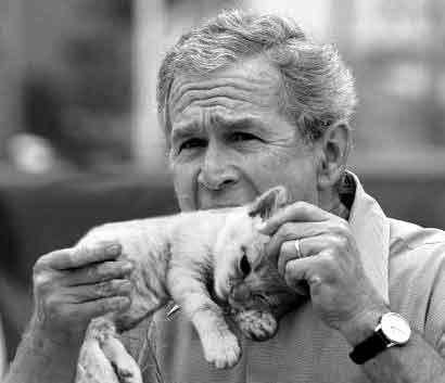 bush_kitten.jpg