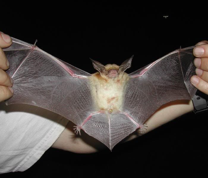 c-pallid-bat.jpg
