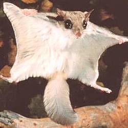 flyingsquirrel.jpg