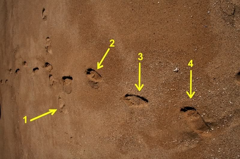 footprint2-1.jpg
