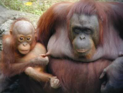 orangutang.jpg