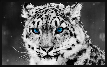 HD Wallpapers | Zixpk.com | Love Your Desktop all over again: Snow Leopard