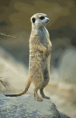 1165782798_l.gif