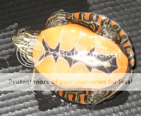 Redearslider.com :: View topic - Eastern/Western Painted Hybrid Turtles