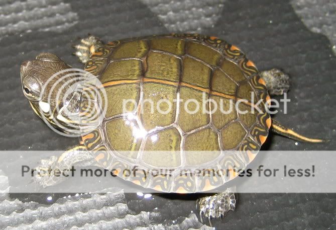 Redearslider.com :: View topic - Eastern/Western Painted Hybrid Turtles