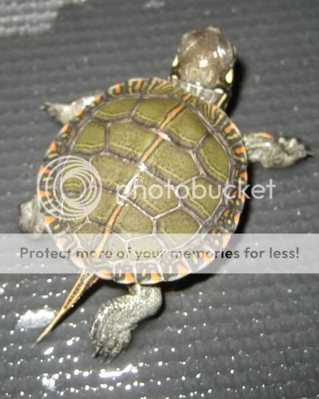 Redearslider.com :: View topic - Eastern/Western Painted Hybrid Turtles