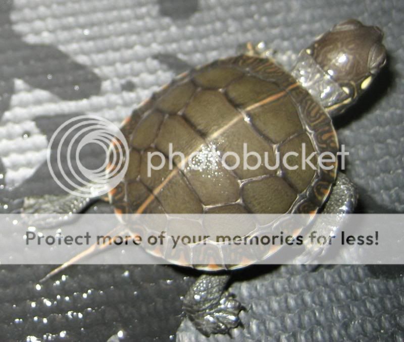 Redearslider.com :: View topic - Eastern/Western Painted Hybrid Turtles