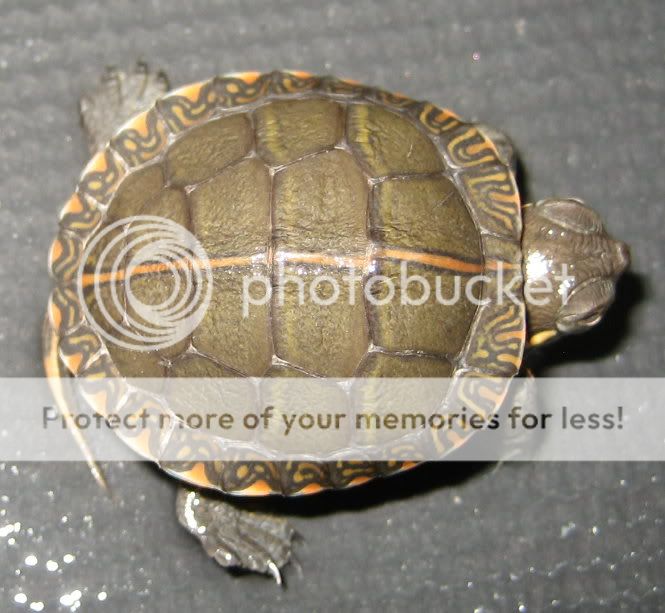 Redearslider.com :: View topic - Eastern/Western Painted Hybrid Turtles