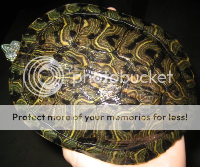 Redearslider.com :: View topic - cumberland/red eared slider hybrids