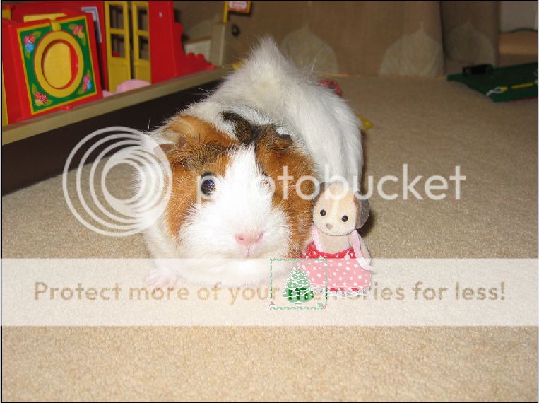 guineapigs-scruffy.jpg