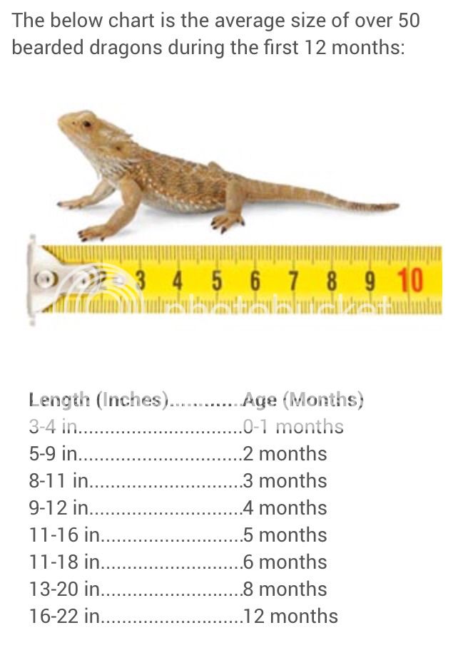 Bearded Dragon Growth Rate Chart