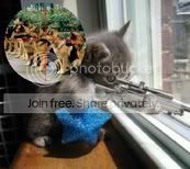 kittyshootingdogs.jpg